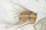 Kettneraspis Trilobite - Black Cat Mountain, Oklahoma #170291-5